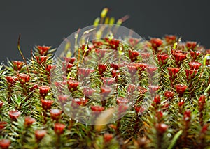 Red blooming moss