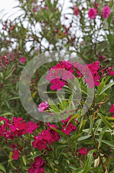 Red blooming oleander bush flowers