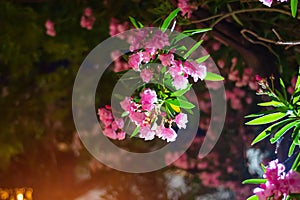 Red blooming oleander flowers in the evening city