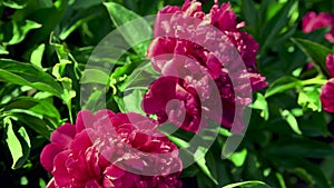 Red blooming peonies. Swaying in the wind Gardening.