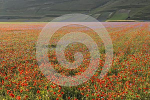 Red blooming in Piano Grande of Castelluccio di Norcia, Monti S