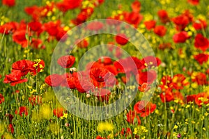 Red blooming poppies in the meadow