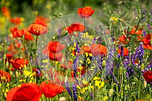 Red blooming poppies in the meadow