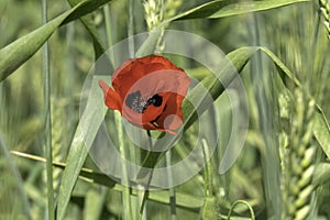 Red blooming poppy flowers among green ears of wheat closeup