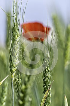Red blooming poppy flowers among green ears of wheat closeup
