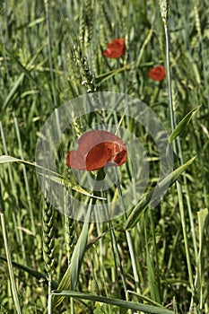 Red blooming poppy flowers among green ears of wheat closeup