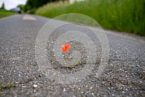 Red blooming poppy thrives in a crack on the asphalt path under adverse conditions. Climate protection by unsealing the little-