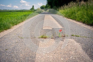 Red blooming poppy thrives in a crack on the asphalt path under adverse conditions. Climate protection by unsealing the little-