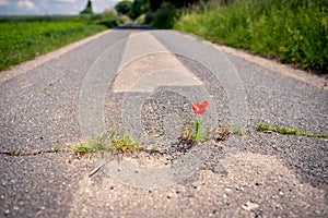 Red blooming poppy thrives in a crack on the asphalt path under adverse conditions. Climate protection by unsealing the little- photo