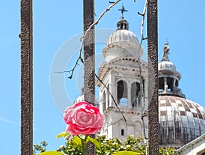 Red blooming rose in front of the cathedral Santa Maria della Salute in Venice