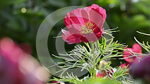 Red blooming spring flower background