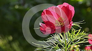 Red blooming spring flower background