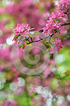 Red blooming tree in spring