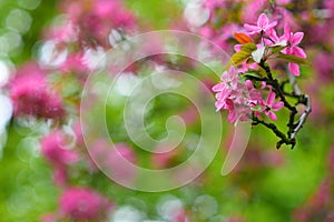 Red blooming tree in spring