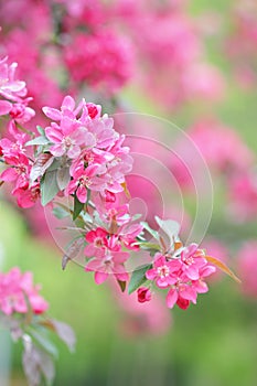 Red blooming tree in spring