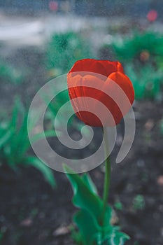 Red blooming tulip bud with wet large droplets in the rain on a flowerbed in a home garden close-up, faded tint, selective focus,