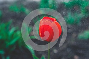 Red blooming tulip bud with wet large droplets in the rain on a flowerbed in a home garden close-up, faded tint, selective focus,