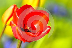 Red blooming tulip, soft focus