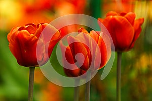 Red Blooming Tulips