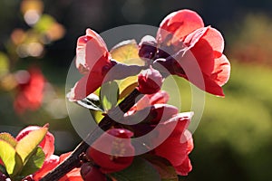 Red blooms photo