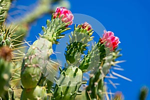 Red blooms of a cactus against a dark blue sky