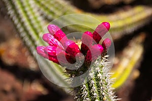 Red blooms on a cactus. The Huntington Library.