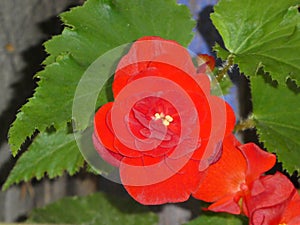 Red blossom of a begonia flower