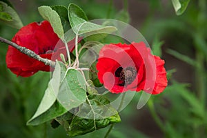 Red blossom of common poppy, close up. Wild flower head of Papaver rhoeas is short-lived, ornamental, herbaceous, flowering plant