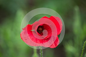 Red blossom of common poppy, close up. Wild flower head of Papaver rhoeas is short-lived, ornamental, herbaceous, flowering plant