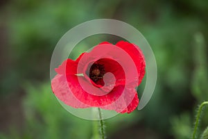 Red blossom of common poppy, close up. Wild flower head of Papaver rhoeas is short-lived, ornamental, herbaceous, flowering plant