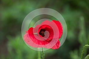 Red blossom of common poppy, close up. Wild flower head of Papaver rhoeas is short-lived, ornamental, herbaceous, flowering plant