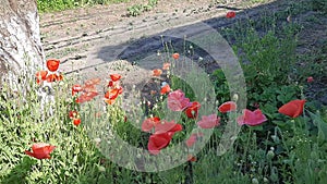 Red blossom of common poppy, close up. Wild flower head of Papaver rhoeas is short-lived, ornamental, herbaceous, flowering plant