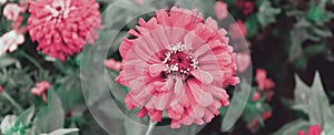 Red blossom flowers in romantic garden