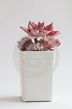 Red blossom Graptoveria Douglas Huth and Echeveria Golden Glow plants in pot on white.