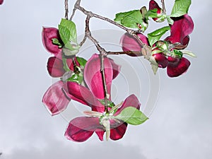 Red blossom of Magnolia liliiflora nigra photo