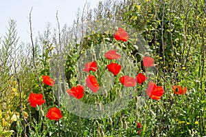 Red blossom poppies in the green grass