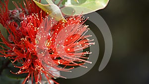 Ohia Lehua blossom