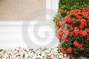 Red blossoming bush next to a white wall with copy space