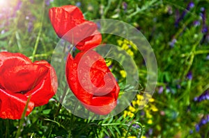 Red blossoming poppies in green grass