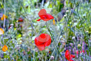 Red blossoming poppies on a green meadow