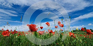 red blossoming poppies in summer on a green field against a blue sky. shot from below