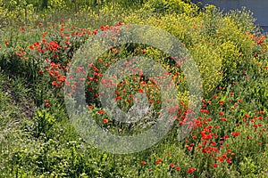 The red blossoms of corn poppy and yellow field mustard in the green meadows of nature