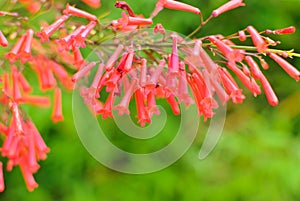 Red blossoms of a firecracker plant