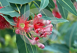 Red blossoms and pink buds of the Australian native flowering gum tree Corymbia ficifolia Wildfire