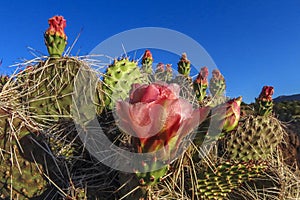 Red blossoms on prickly pear cactus