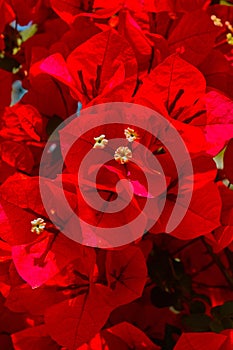 red blossoms in springtime on the island of Lefkas