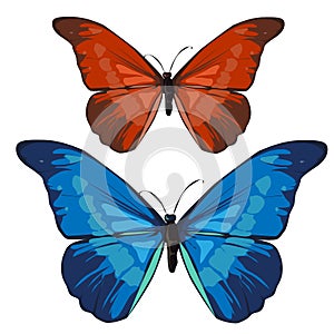 Red and blue beautiful butterfly, vector insect