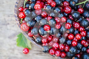 Red and blue black currant