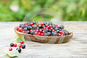 Red and blue black currant in garden