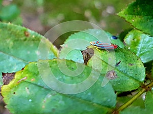 Candy striped leafhopper bug